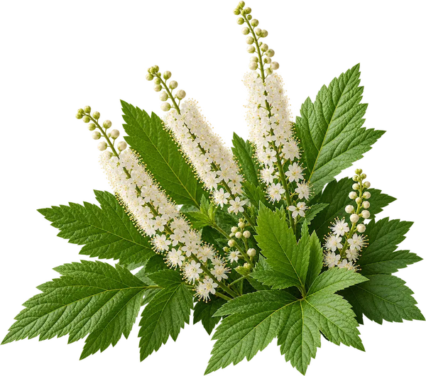 Black Cohosh Root Extract
