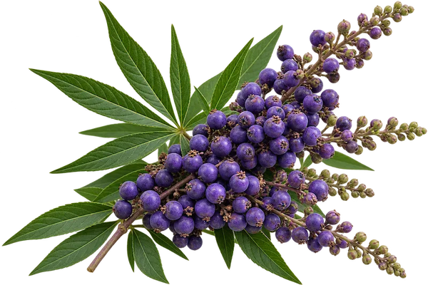 Chasteberry Fruit Extract