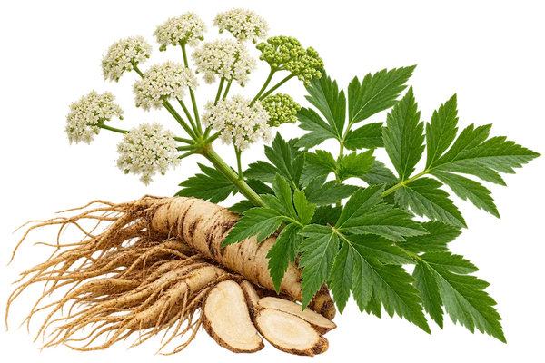 Dong Quai Root Extract