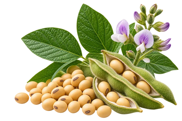 Soy Isoflavones